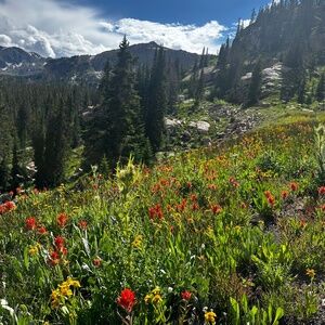 Meet your Posher, Lucy